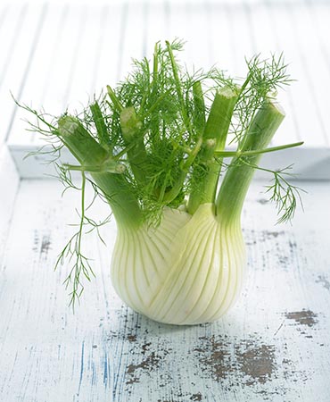เฟนเนล ฟลอเรนท์ - Florence Fennel Herb