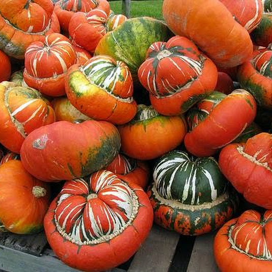 ฟักทองหมวก - Turks Turban Squash