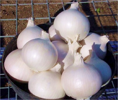 หัวหอมสเปนสีขาว - White Sweet Spanish Onion