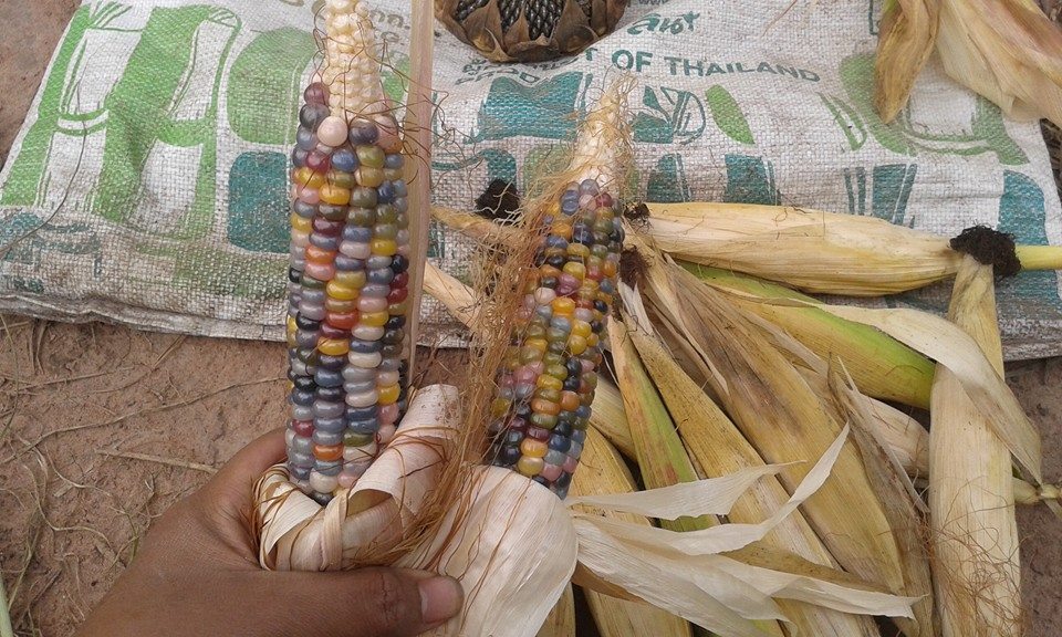 (Whole 1 Oz.) ข้าวโพดพลอย - Glass Gem Corn