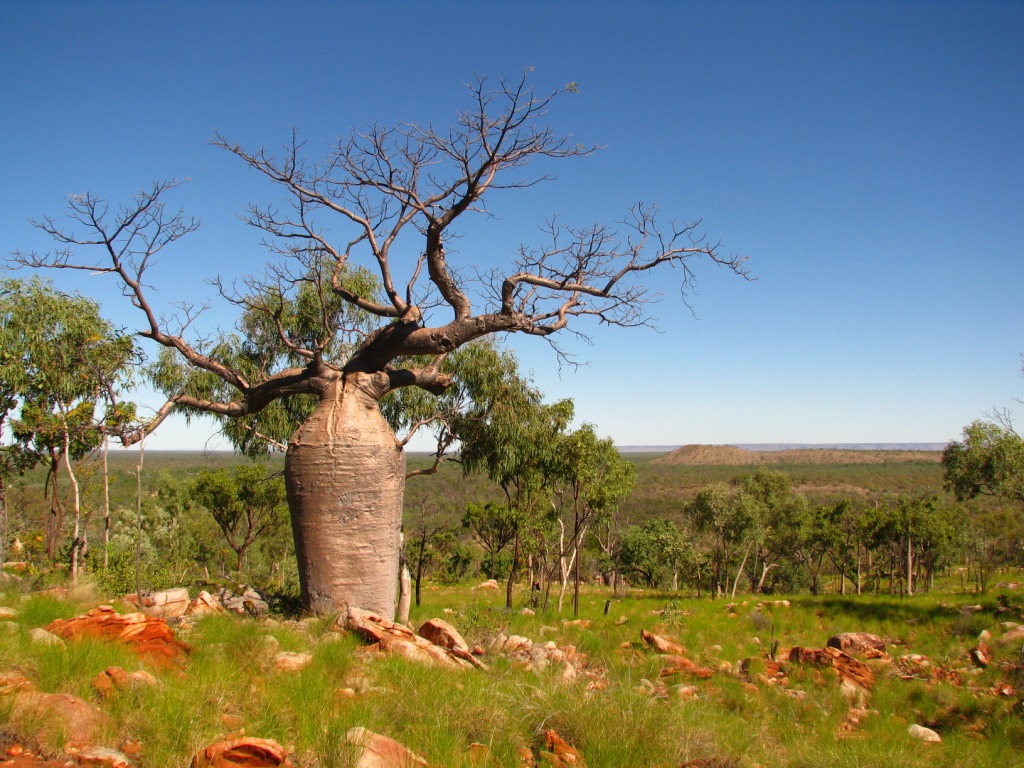 เบาบับเกรโกเร - Adansonia Gregorii Baobab