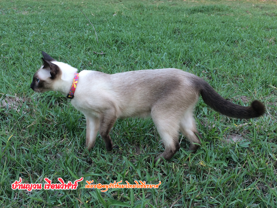 แม่พันธุ์เรือนวิฬาร์