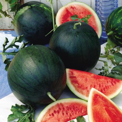 (Whole 1 Oz) แตงโมดำชูก้า เบบี้ - Sugar Baby Watermelon