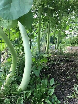 น้ำเต้ายาว คูกุซซี่ - Cucuzzi Gourd