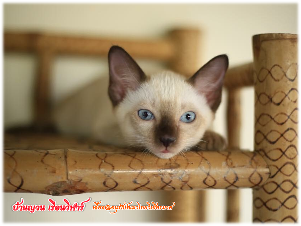 น้องแมวมาใหม่ วันที่ 1/4/2560