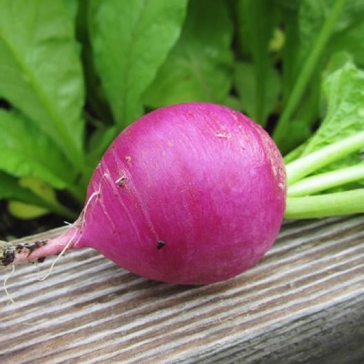(Whole 1 Oz) เรดิชสีม่วง - Purple Plum Radish