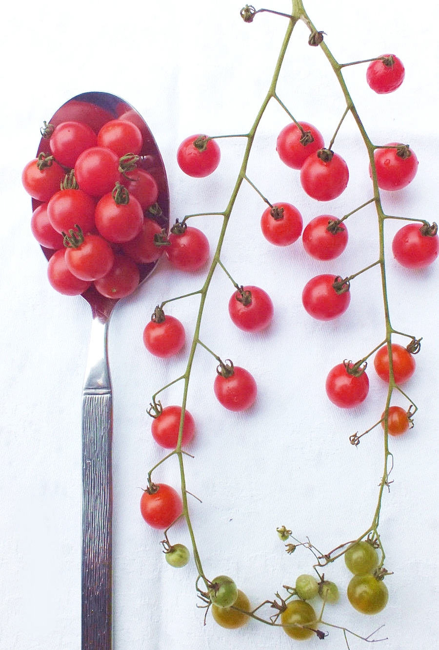 มะเขือเทศสะพูน เล็กสุดในโลก - Spoon Tomato