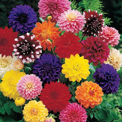 ดาเลียดินเนอร์เพลต(ดอกรักเร่) คละสี - Mix Dinner Plate Dahlia Flower