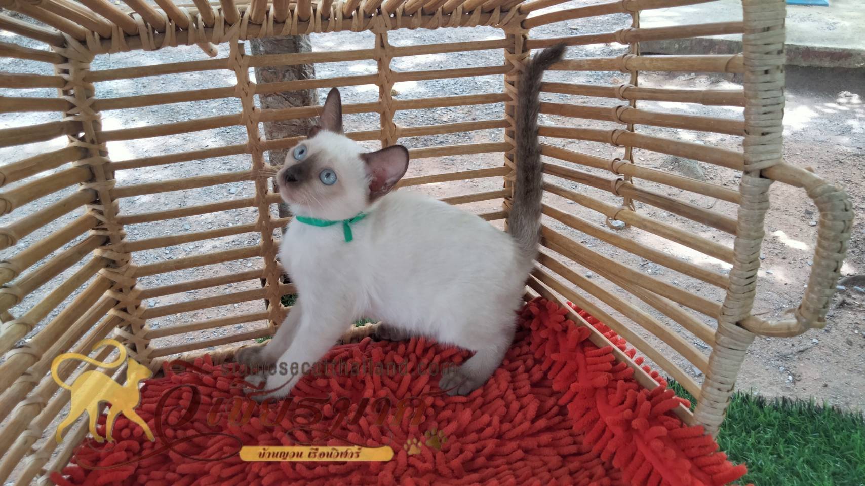 น้องแมวรุ่นใหม่ 6/2566