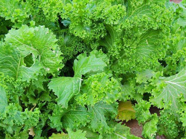 ผักกาดเขียวใบหงิก - Southern Giant Curled Mustard