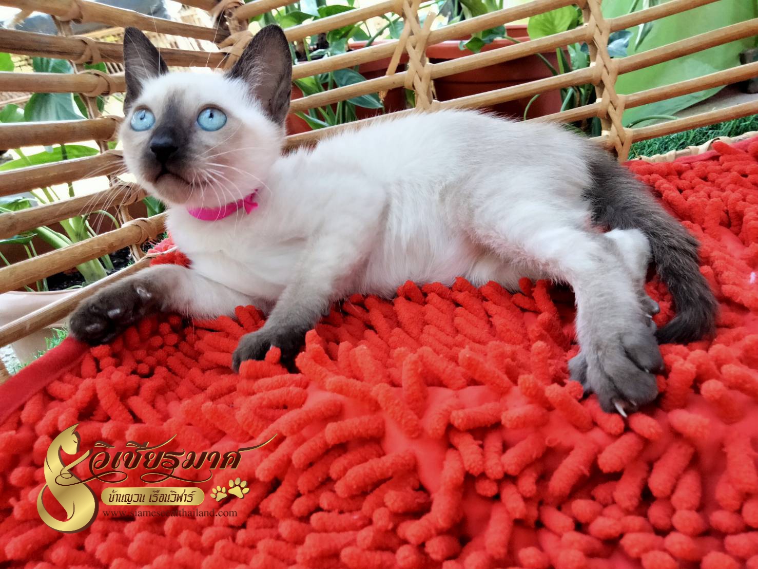 น้องแมวมาใหม่ รุ่น 6/2/2564