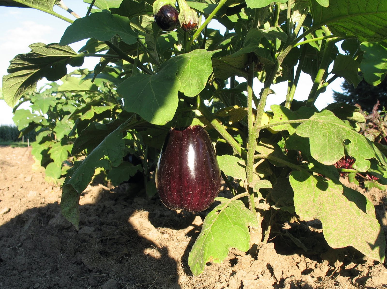 (Whole 1 Oz) มะเขือม่วงยักษ์แบล็คบิวตี้ - Black Beauty Eggplant