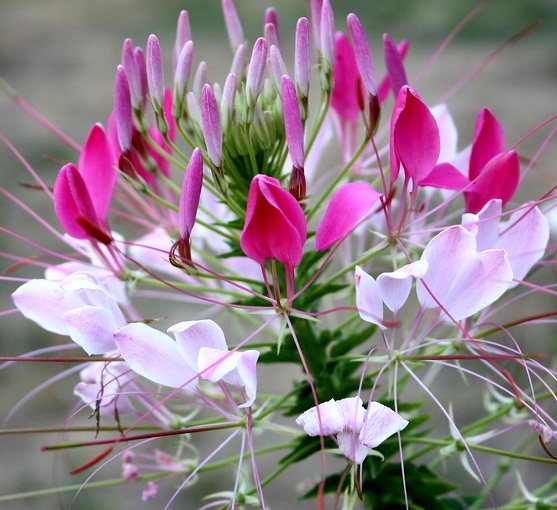 ดอกคลีโอเม่ สไปเดอร์แพลนท์ คละสี - Spider Plants Cleome Flower
