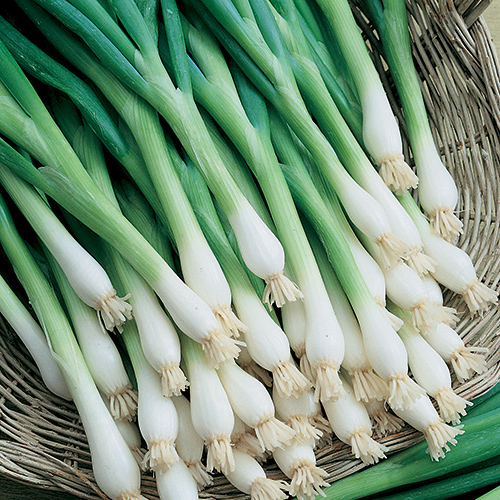 ต้นหอมญี่ปุ่น - Tokyo Long White Bunching Onion