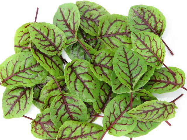ซอเรลก้านแดง - Red Veined Sorrel