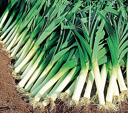 (Whole 1 Oz) กระเทียมต้น - American Flag's Leek