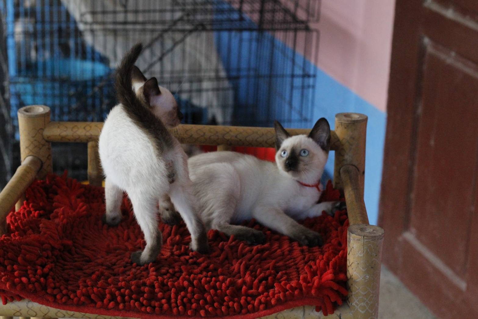 น้องแมวรุ่น 11/2565