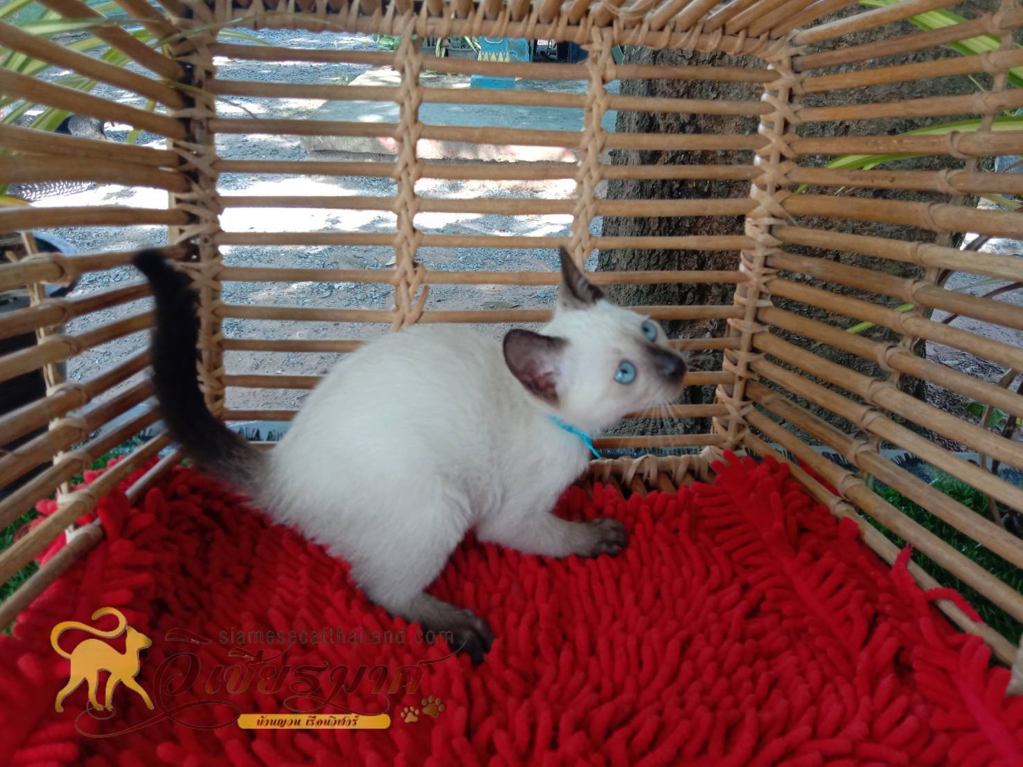 น้องแมววิเชียรมาศ รุ่น 26/2565