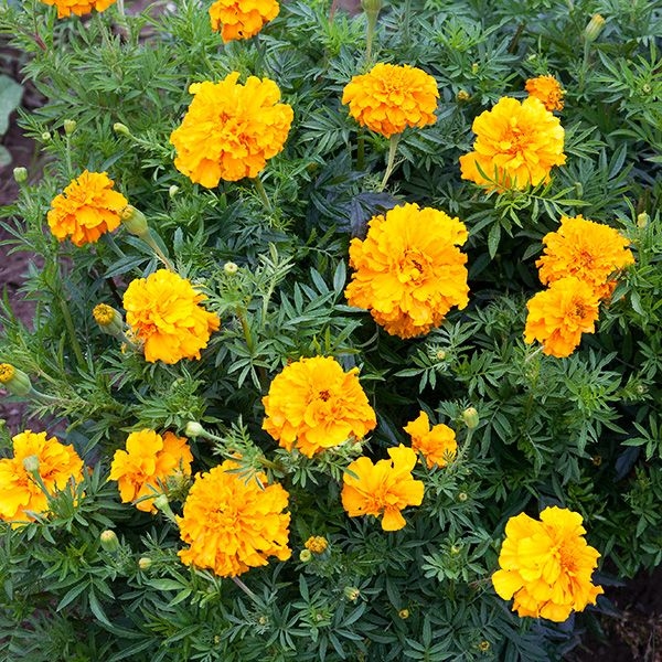 (Whole 1 Oz) ดาวเรืองคละสี - Mixed Marigold Flower