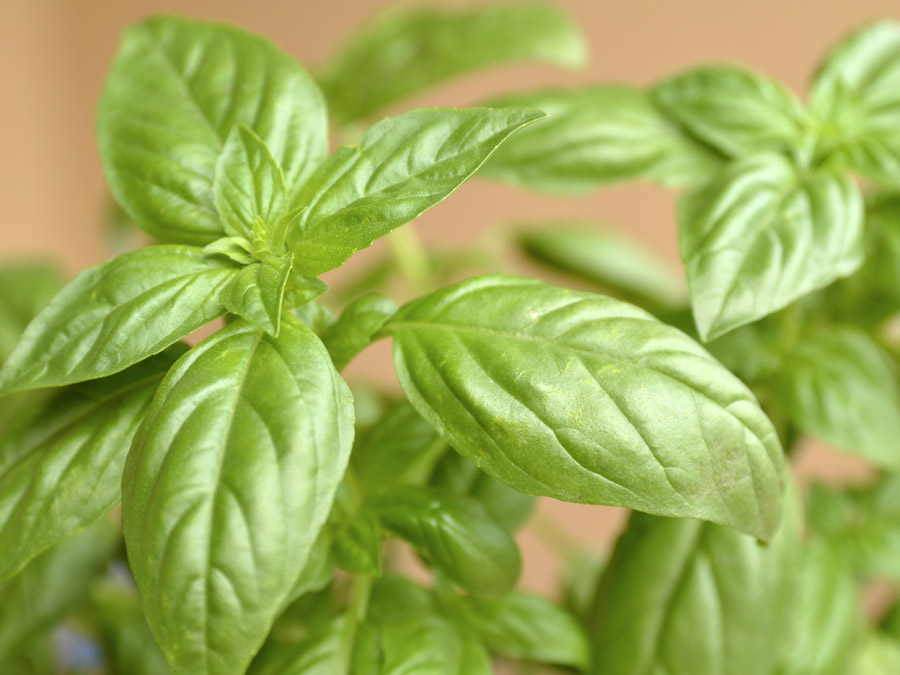 โหระพาใบใหญ่ - Italian Large Leaf Sweet Basil