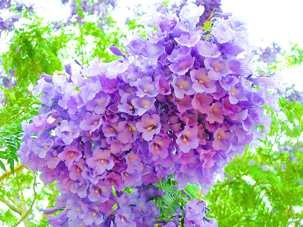 ศรีตรัง - Jacaranda mimosifolia