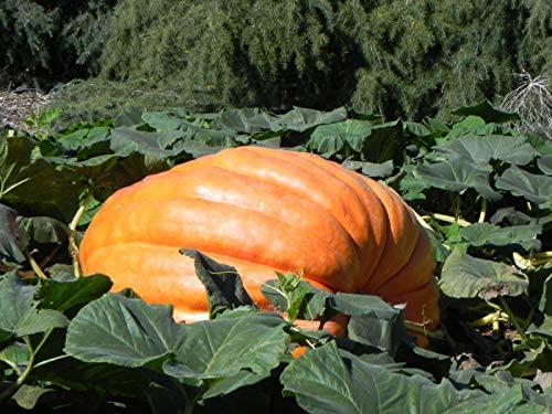 เมล็ดพันธุ์ ฟักทองยักษ์ โกลเวอร์ ใจแอนท์ Grower's Giant F1 Pumpkin