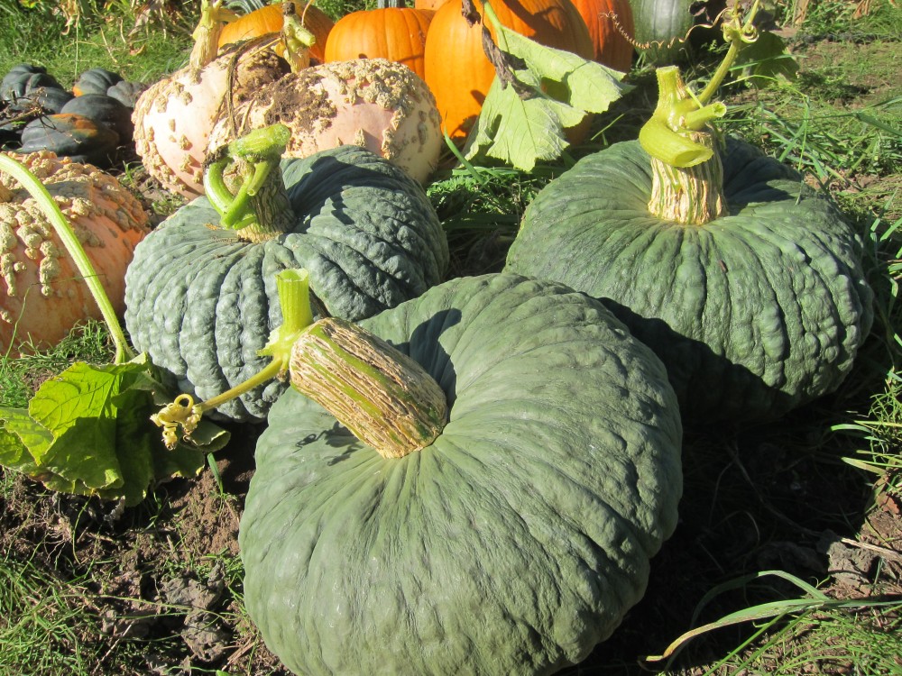 ฟักทองมารีน่า - Marina di chioggia squash