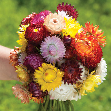 ดอกกระดาษคละสี - Mixed Strawflower