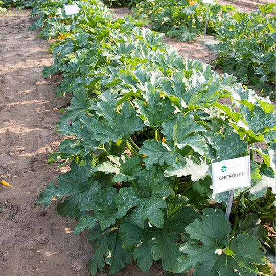 เมล็ดพันธุ์ ซูกินี ชิฟฟอน Chiffon F1 Zucchini Squash Seed