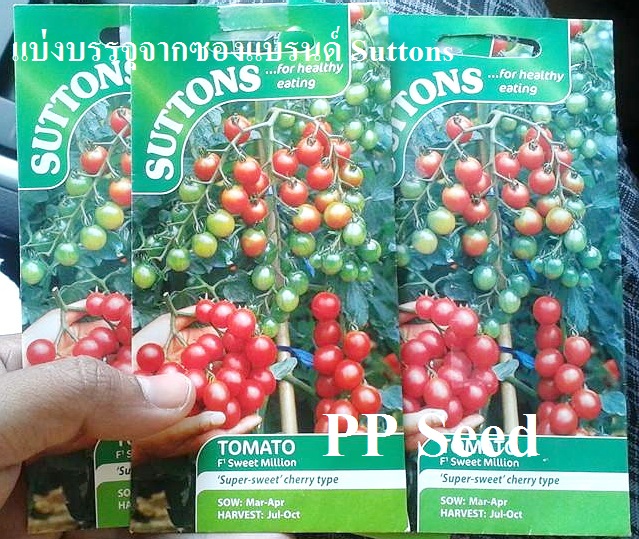 มะเขือเทศ สวีทมิลเลี่ยน - Sweet Million Tomato F1