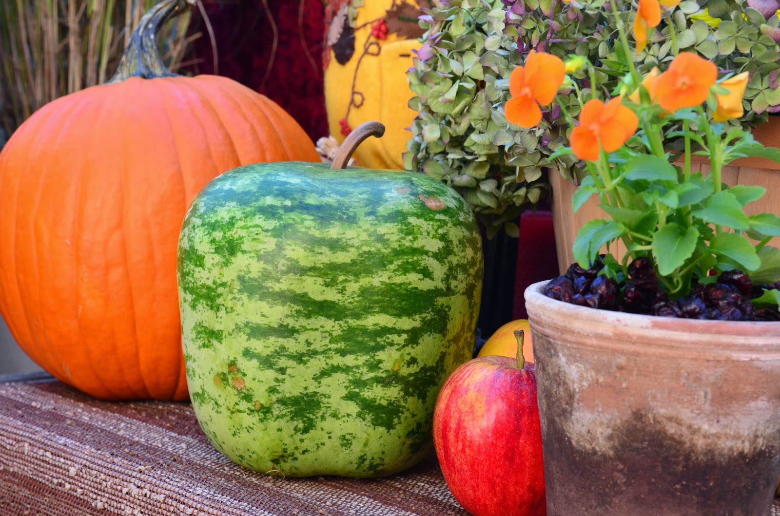 น้ำเต้าแอปเปิ้ล - Big Apple Gourd