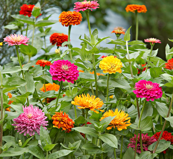 (Whole 1 Oz) ดอกบานชื่น คละสี - Mixed CA Zinnia Flower