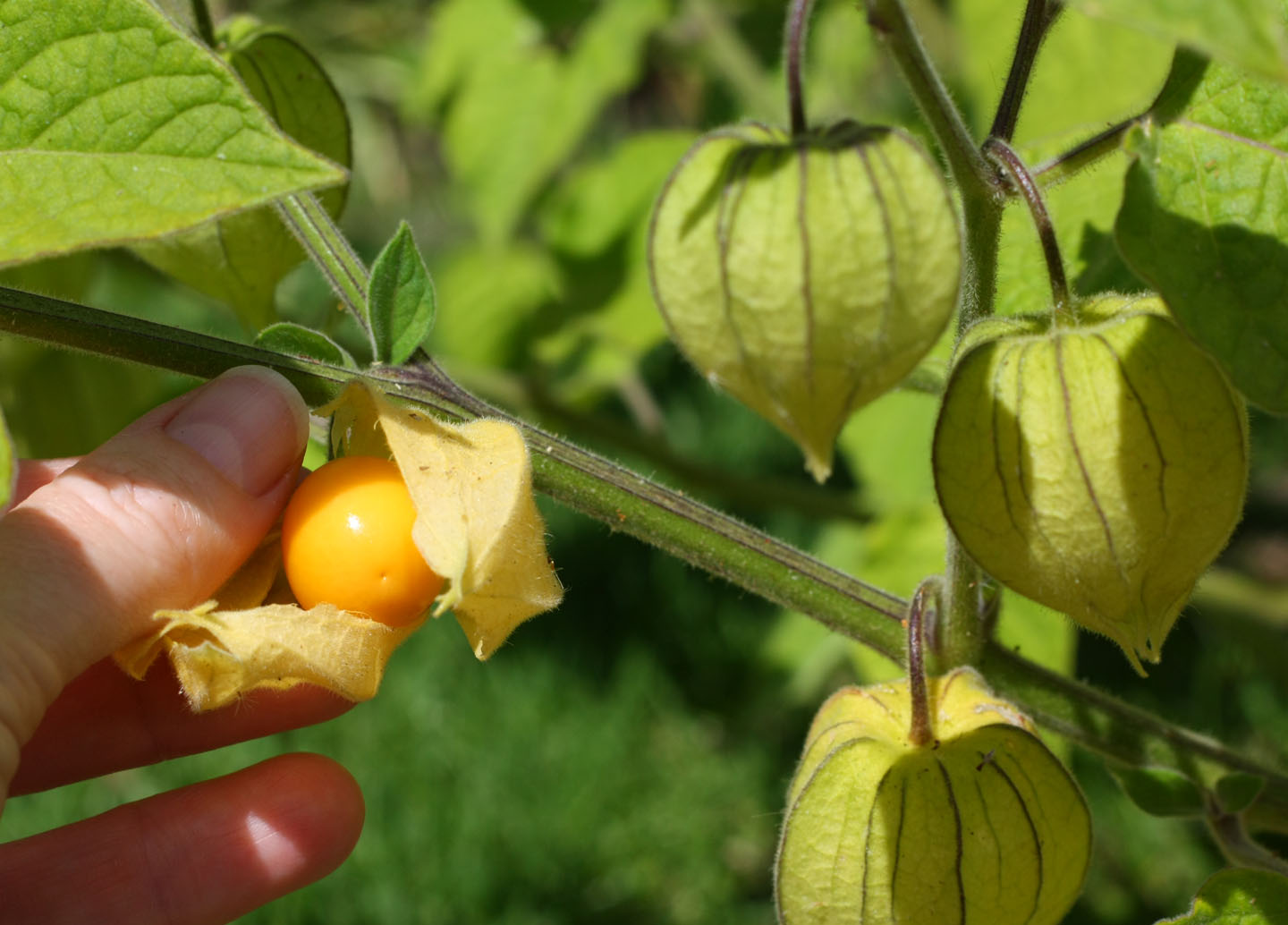 แคปกูสเบอรี่ - Cape gooseberry