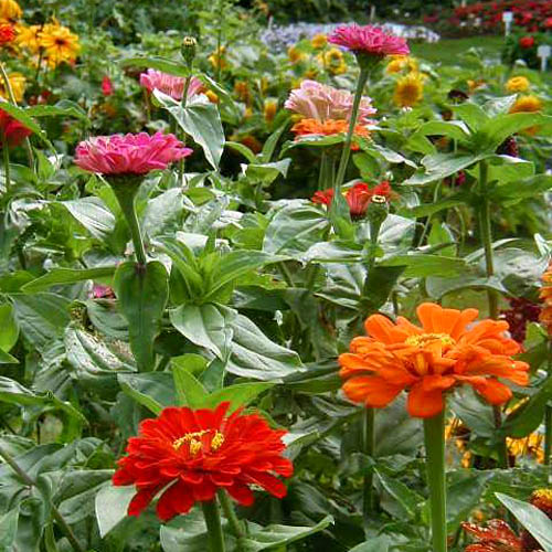 ดอกบานชื่นอเมริกา คละสี - CA Zinnia Flower