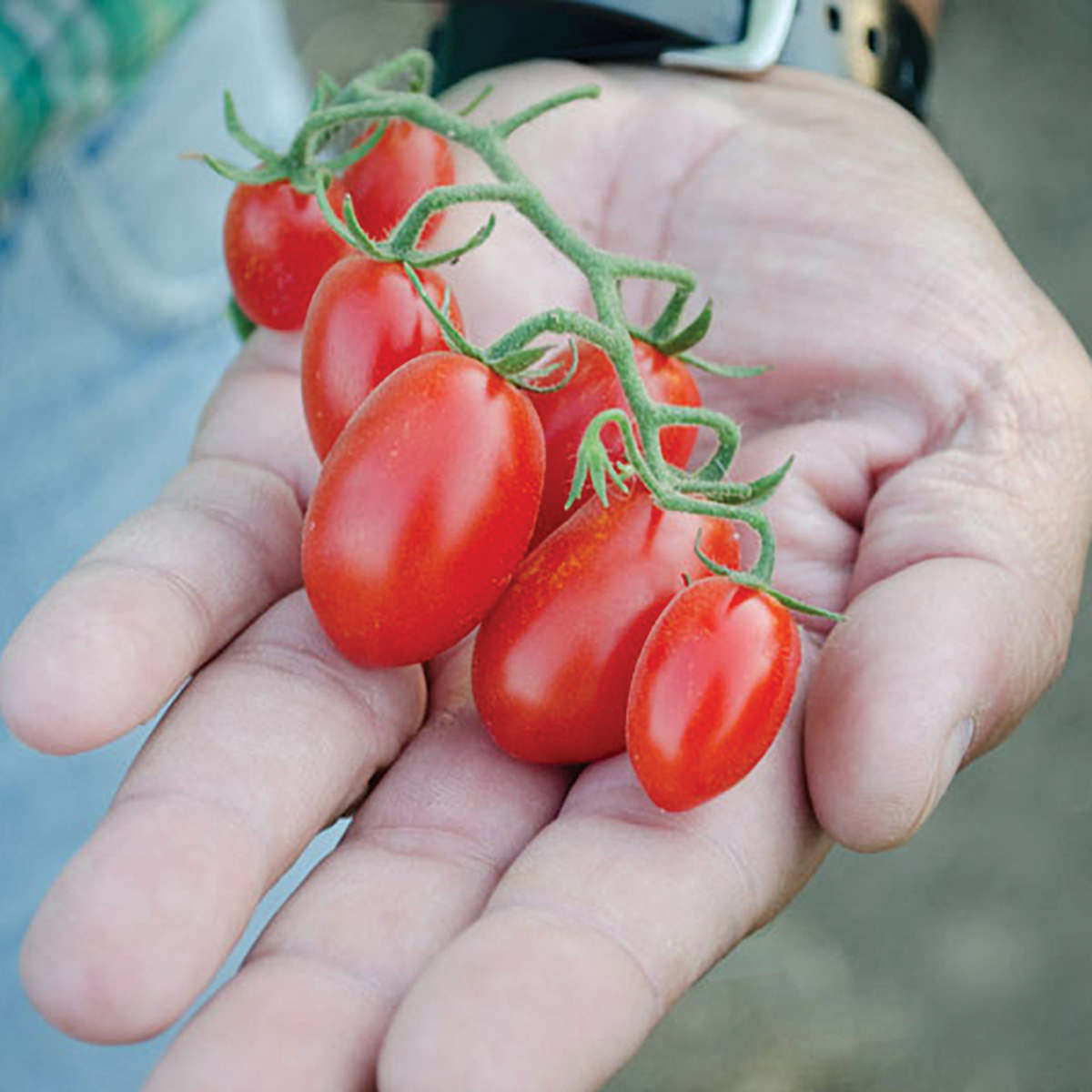 มะเขือเทศ ดอลเซ่ วีต้า - Dolce Vita Tomato F1