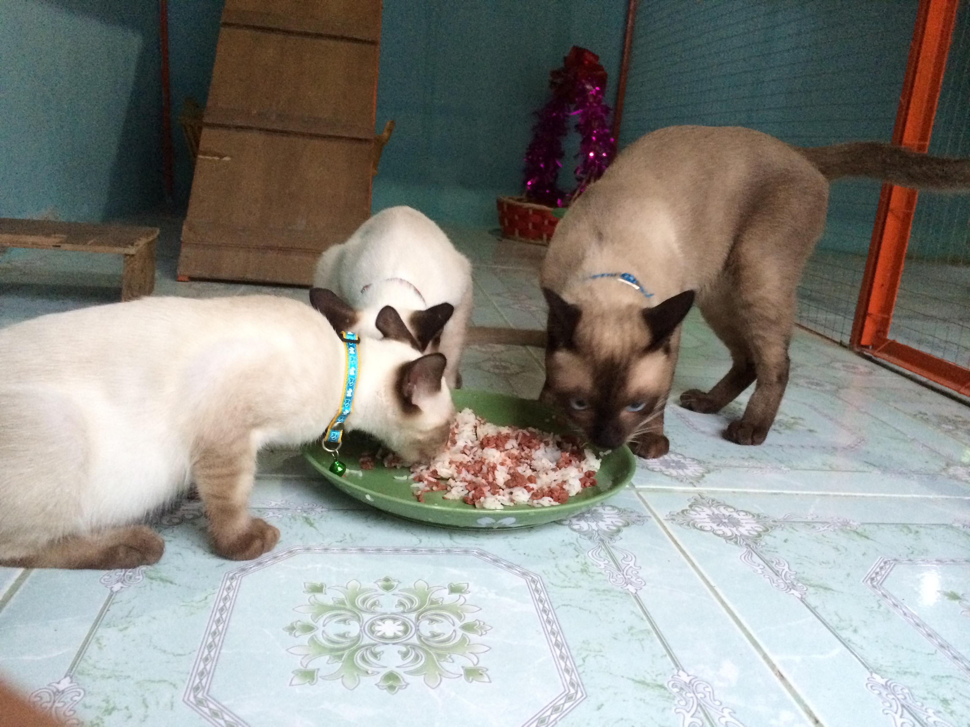 เรือนวิฬาร์