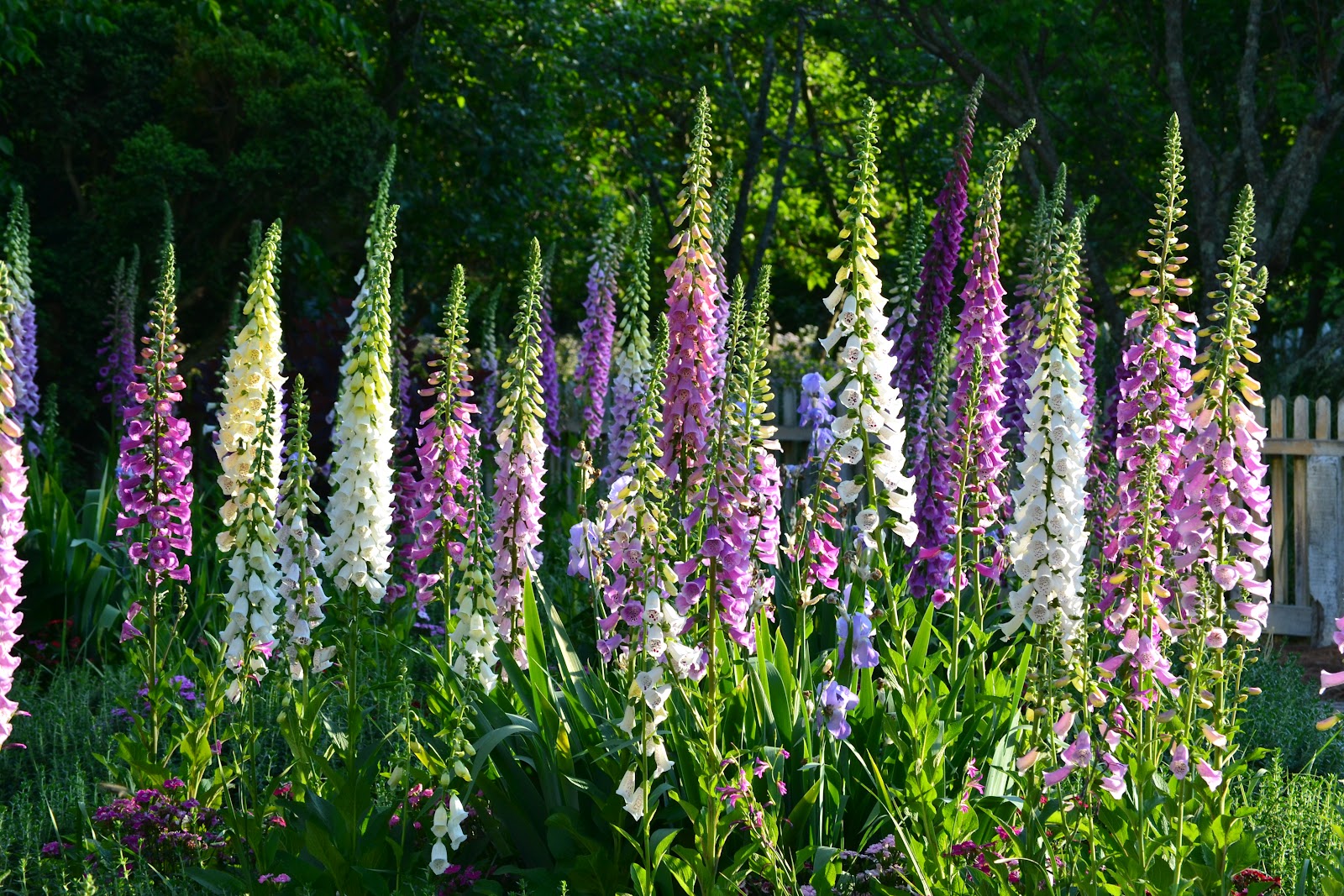 ดอกฟ็อกโกลฟ์ คละสี - Mixed Foxglove Flower