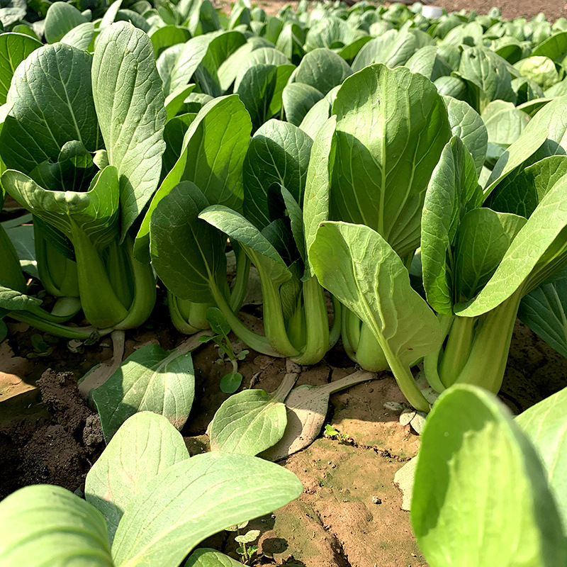 เมล็ดพันธุ์ กวางตุ้งฮ่องเต้ หัวลู่ Hualu Green Pakchoi F1 Seed