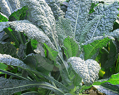 เมล็ดพันธุ์ เคลลาชินาโต - Lacinato Kale