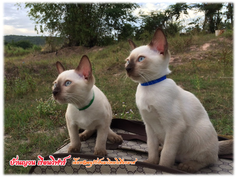 น้องแมว 12/7/2558