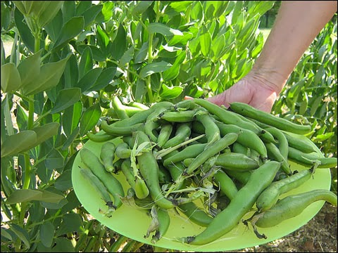 ถั่วปากอ้า - Fava Broad Windsor Bean
