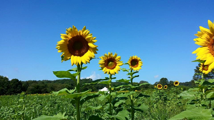 ทานตะวันแมมมอธ - Mammoth Sunflower