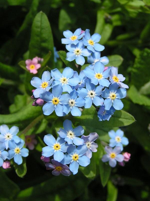 ดอกอย่าลืมฉัน - Forget Me Not Flower