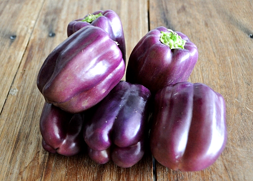 เมล็ดพันธุ์ พริกหวานม่วง ไลแลค เบล Lilac Bell Sweet Pepper