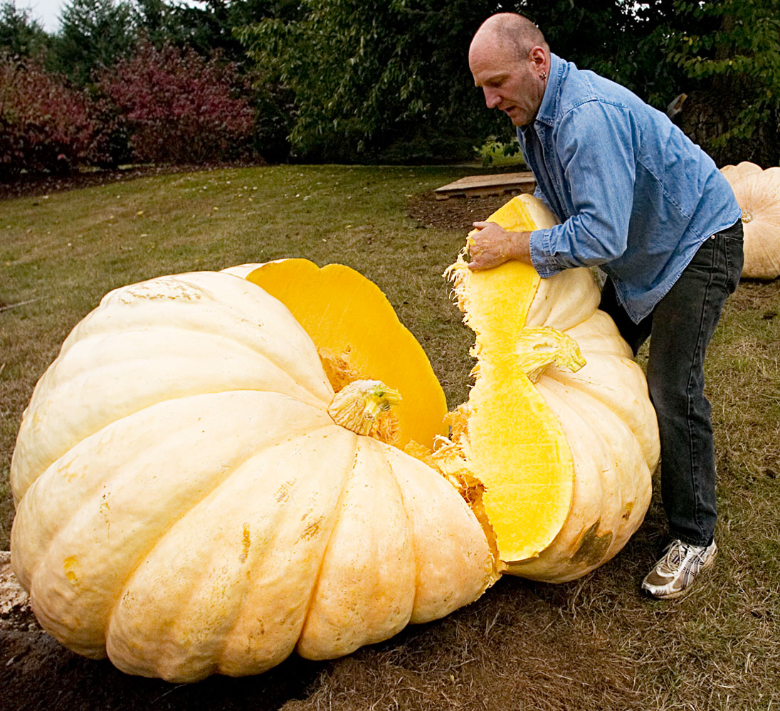 (Whole 1 oz) ฟักทองยักษ์ แอตแลนติก - Atlantic Giant Pumpkin