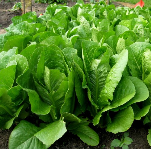ผักสลัด ปารีสไอแลนด์ - Parris Island Cos Romaine Lettuce