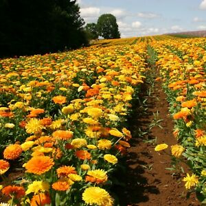 ดอกคาเลนดูล่า คละสี - Mix Calendula Flower