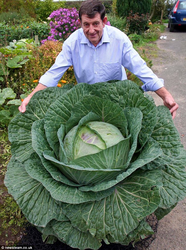 (Whole 1 LB) กะหล่ำปลียักษ์ - Giant Russian Cabbage