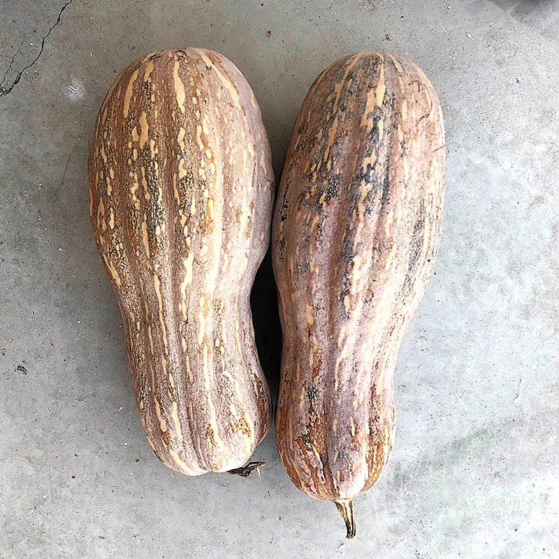 เมล็ดพันธุ์ ฟักทองน้ำผึ้ง เถียนมี่มี้ 106 Tian Mi Mi 106 Honey Squash F1 Seed