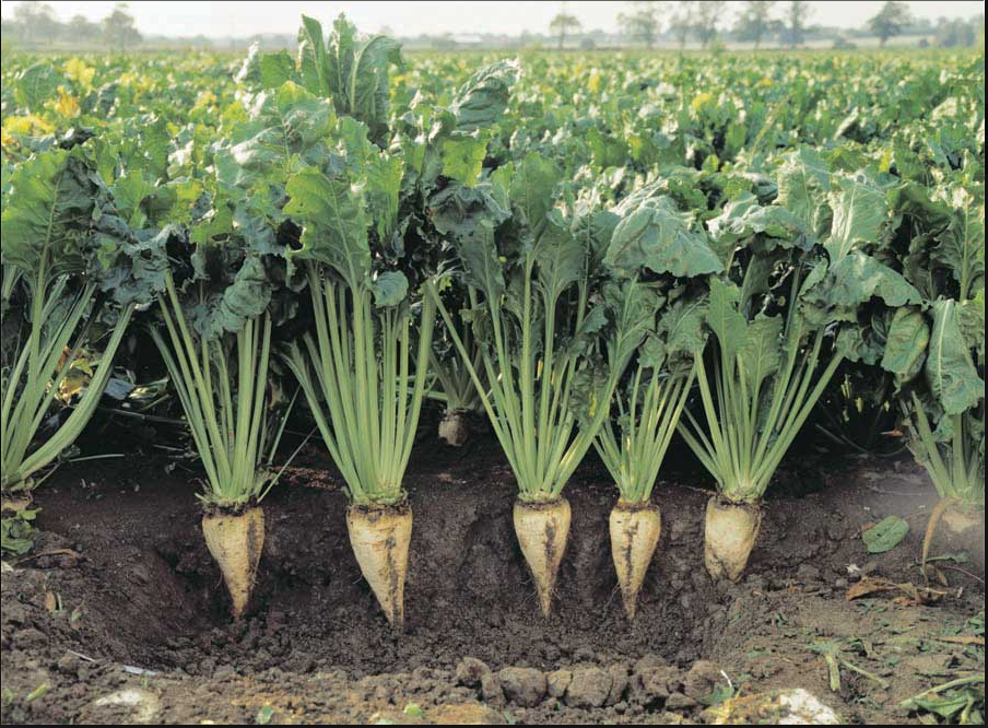 เมล็ดพันธุ์ ชูก้าร์บีท หัวบีทน้ำตาล Sugar Beet Seed